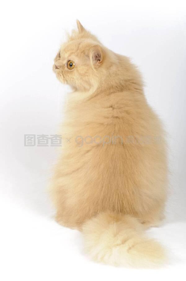 狗狗吃生牛骨吗?揭秘宠物饮食的真相